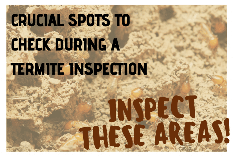 Crucial Spots To Check During A Termite Inspection